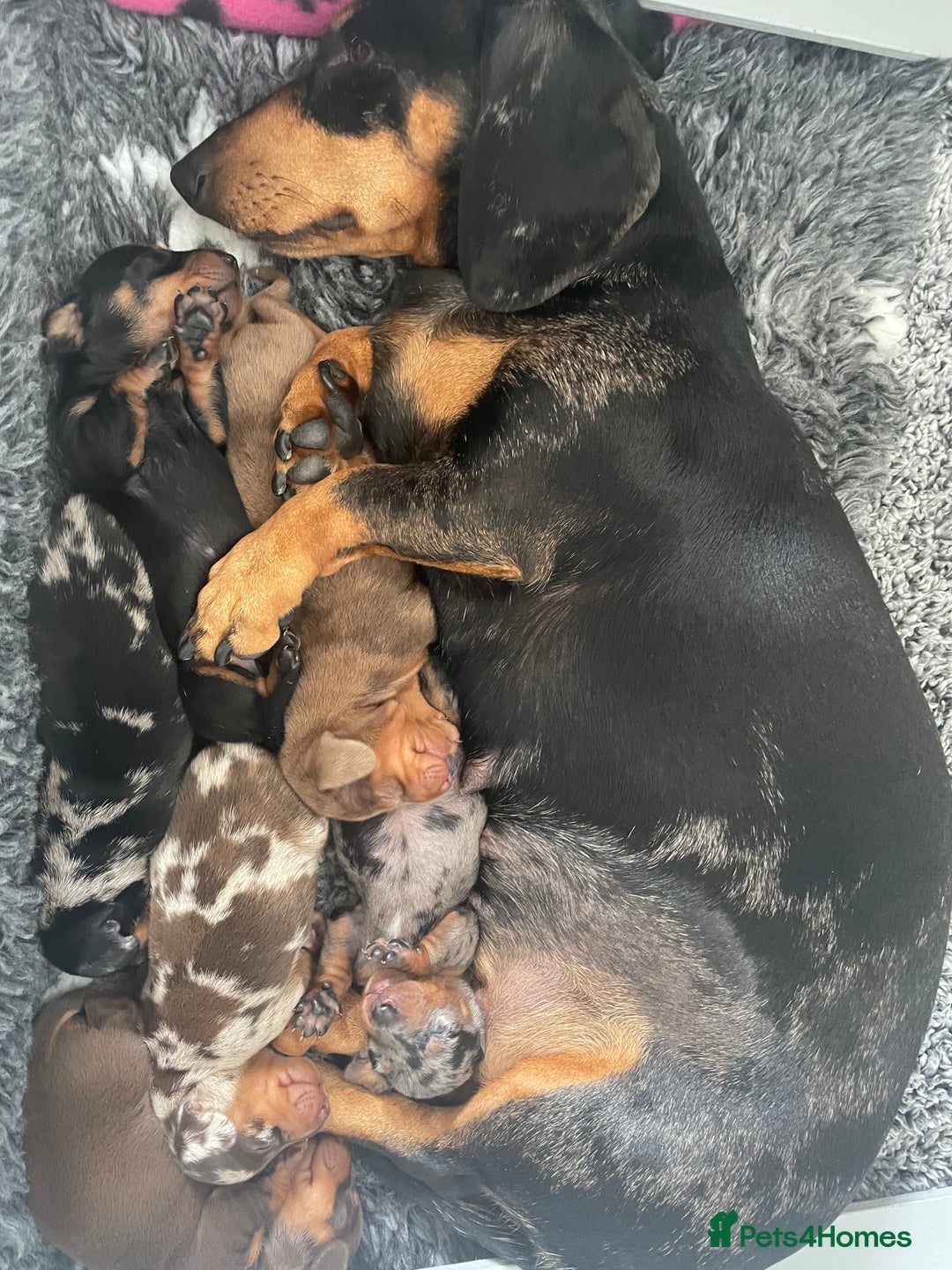 Dachshund dogs for sale: Miniature Dachsund Puppies  - Image 3