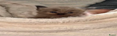 Ragdoll 1
