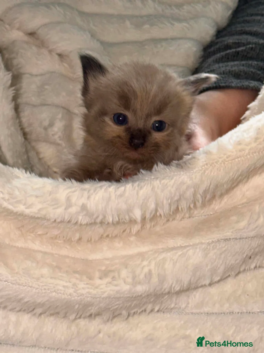 Ragdoll cats for sale: Mink ragdoll kittens  - Advert 1