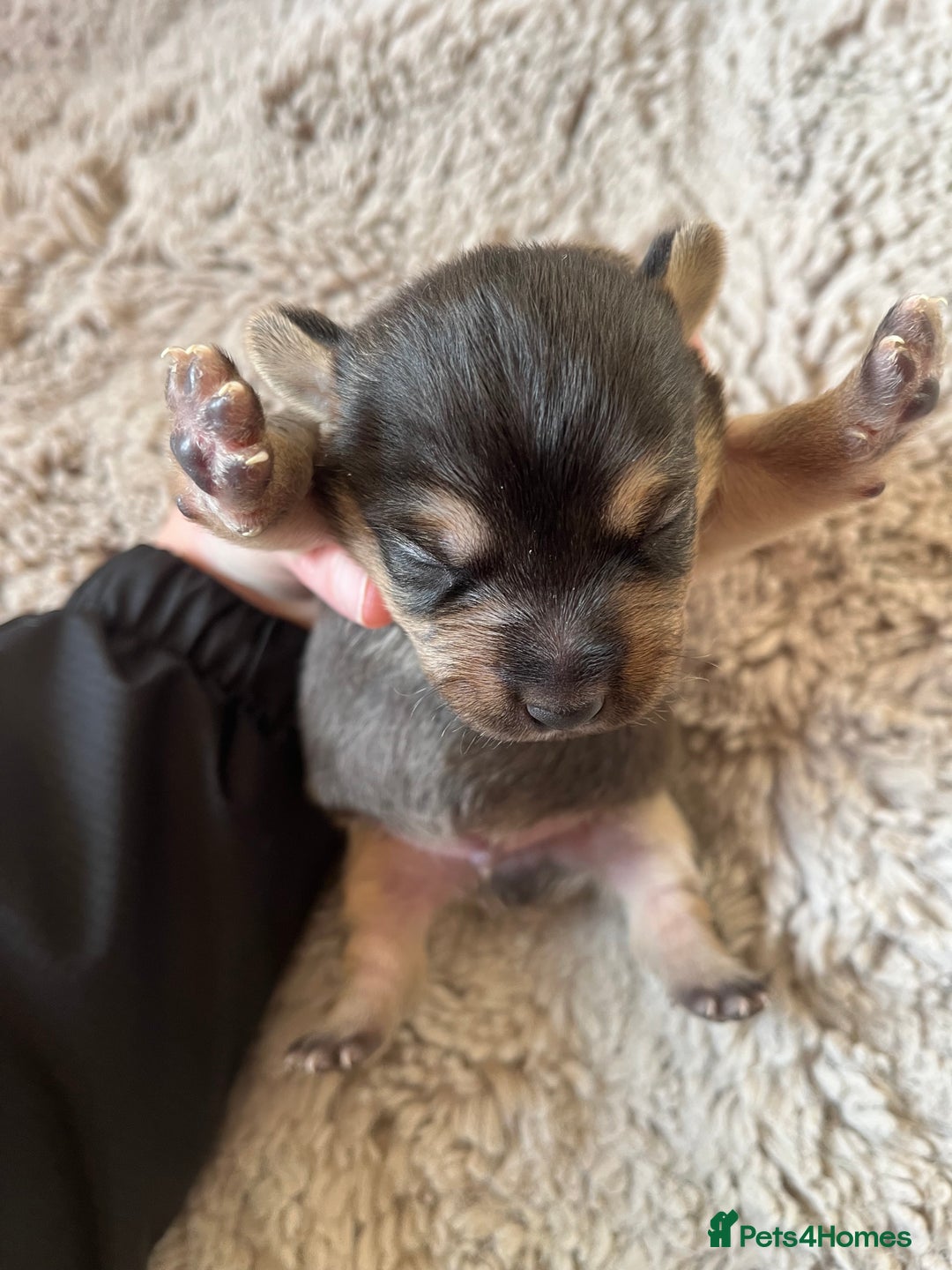 Jack Russell dogs for sale: Jack Russel puppies - Advert 8