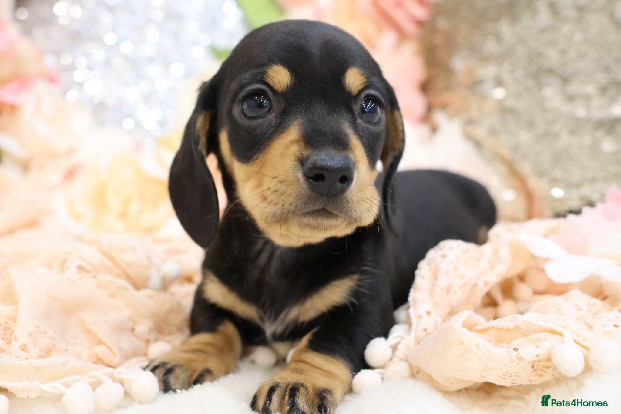 Miniature Dachshund dogs KC Miniature Dachshund Puppies - Advert 18