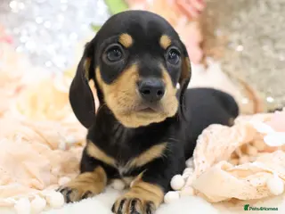 Miniature Dachshund dogs KC Miniature Dachshund Puppies - Advert 1
