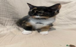 Mixed Breed cats for sale: 3 little girls - Image 5