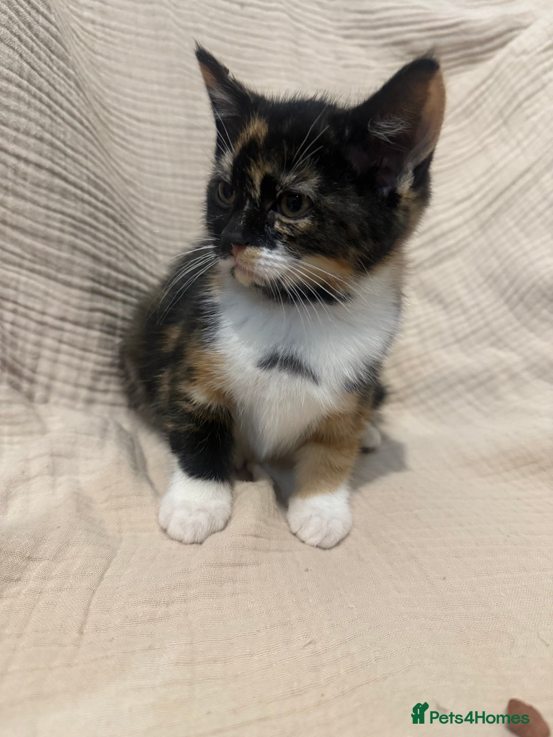 Mixed Breed cats for sale: 3 little girls - Image 5