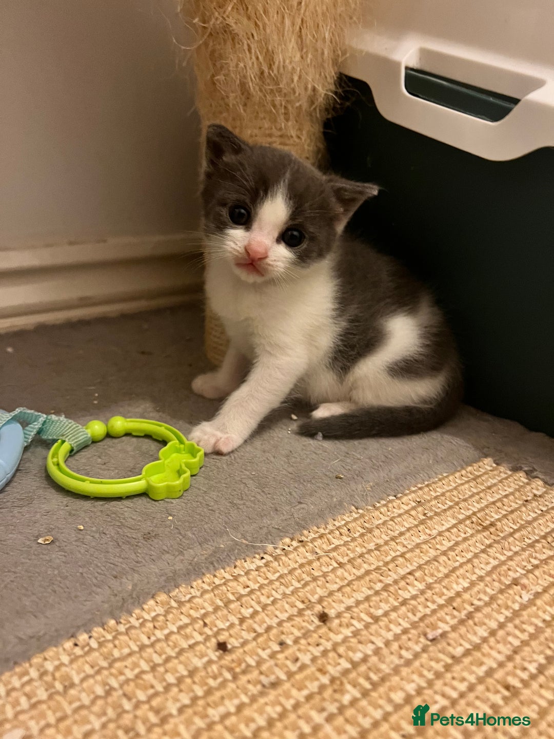 British Shorthair cats for sale: Blue and white kitten  - Advert 5