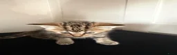Mixed Breed cats for sale: Beautiful kittens  - Advert 12