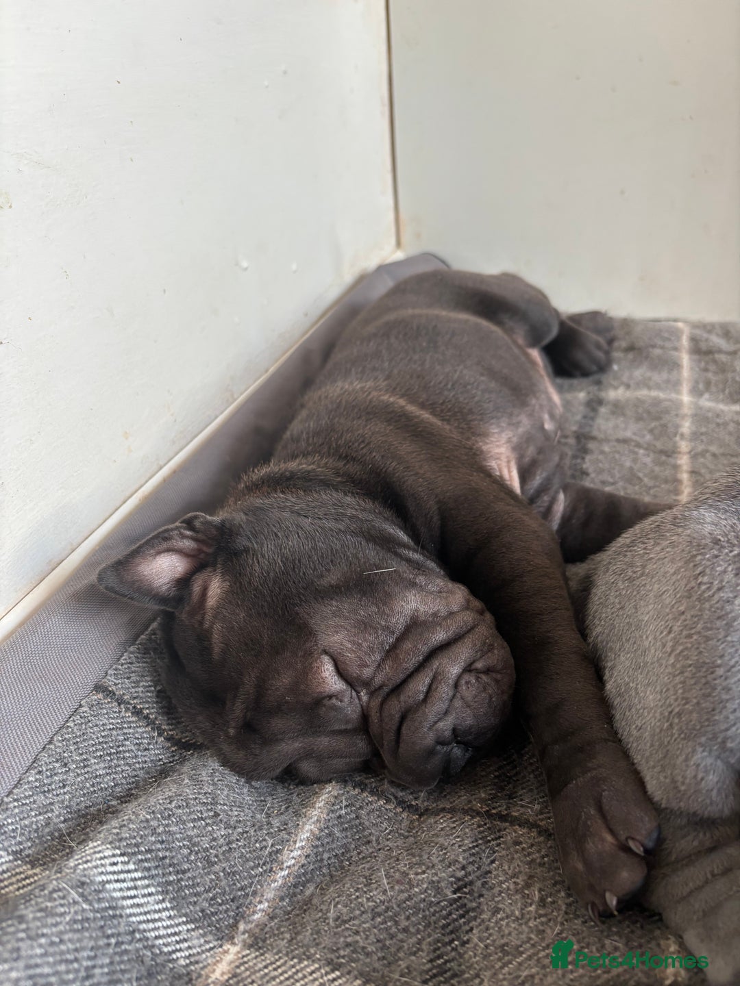Shar Pei dogs for sale: Healthy Shar Pei puppies - Advert 6
