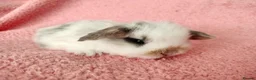 Mini Lop rabbits for sale: Baby mini lops for sale  - Advert 10