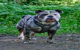 Olde English Bulldogge dogs for stud: BLUE MERLE OEB FOR STUD  in Leeds - Image 3