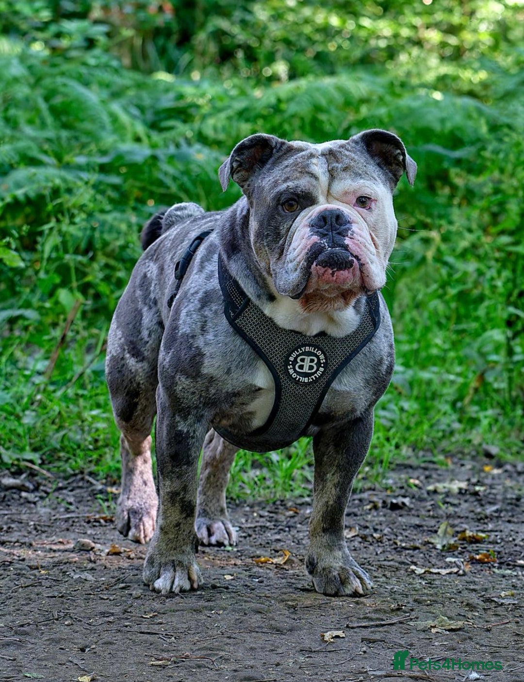 Olde English Bulldogge dogs for stud: BLUE MERLE OEB FOR STUD  in Leeds - Image 3