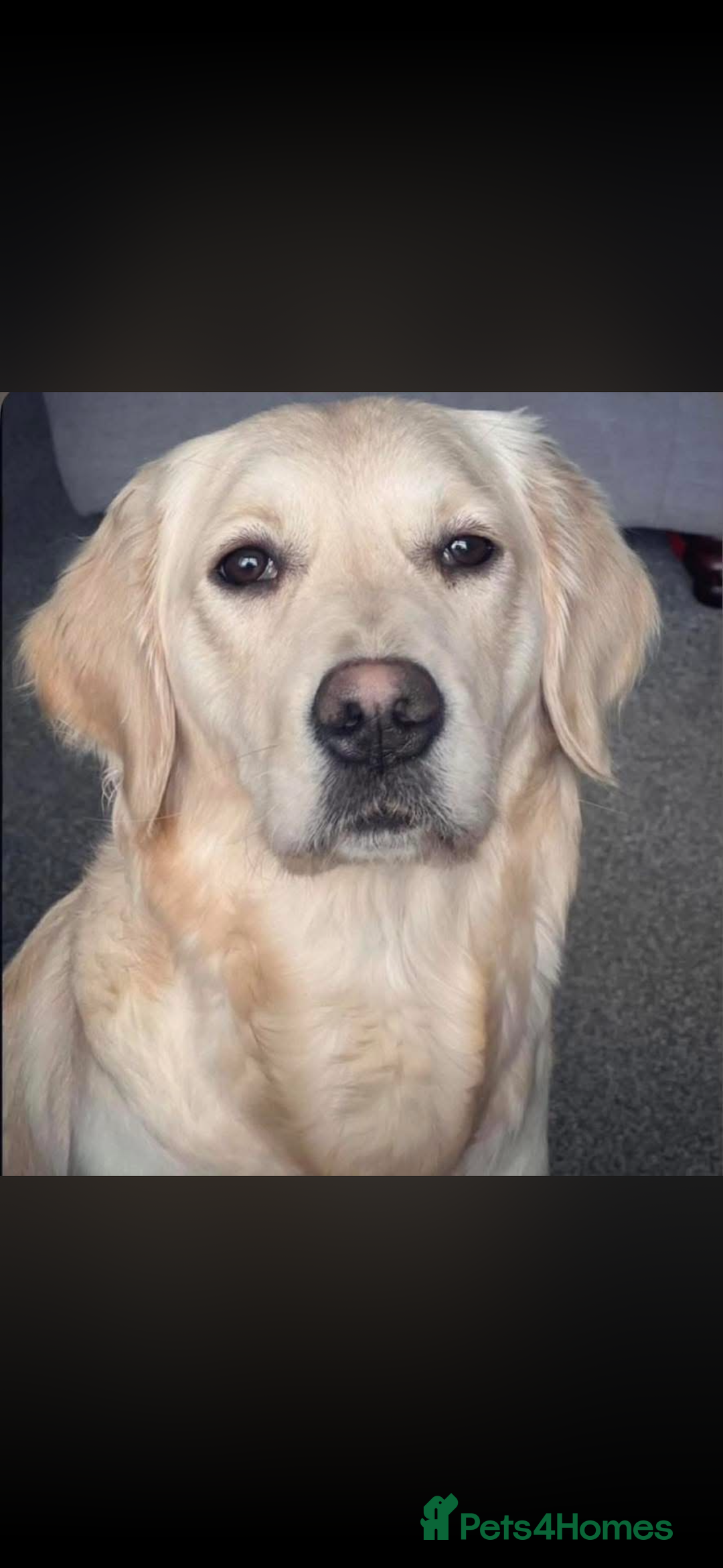 Golden Retriever dogs for sale: Golden retrievers DUE - Advert 2