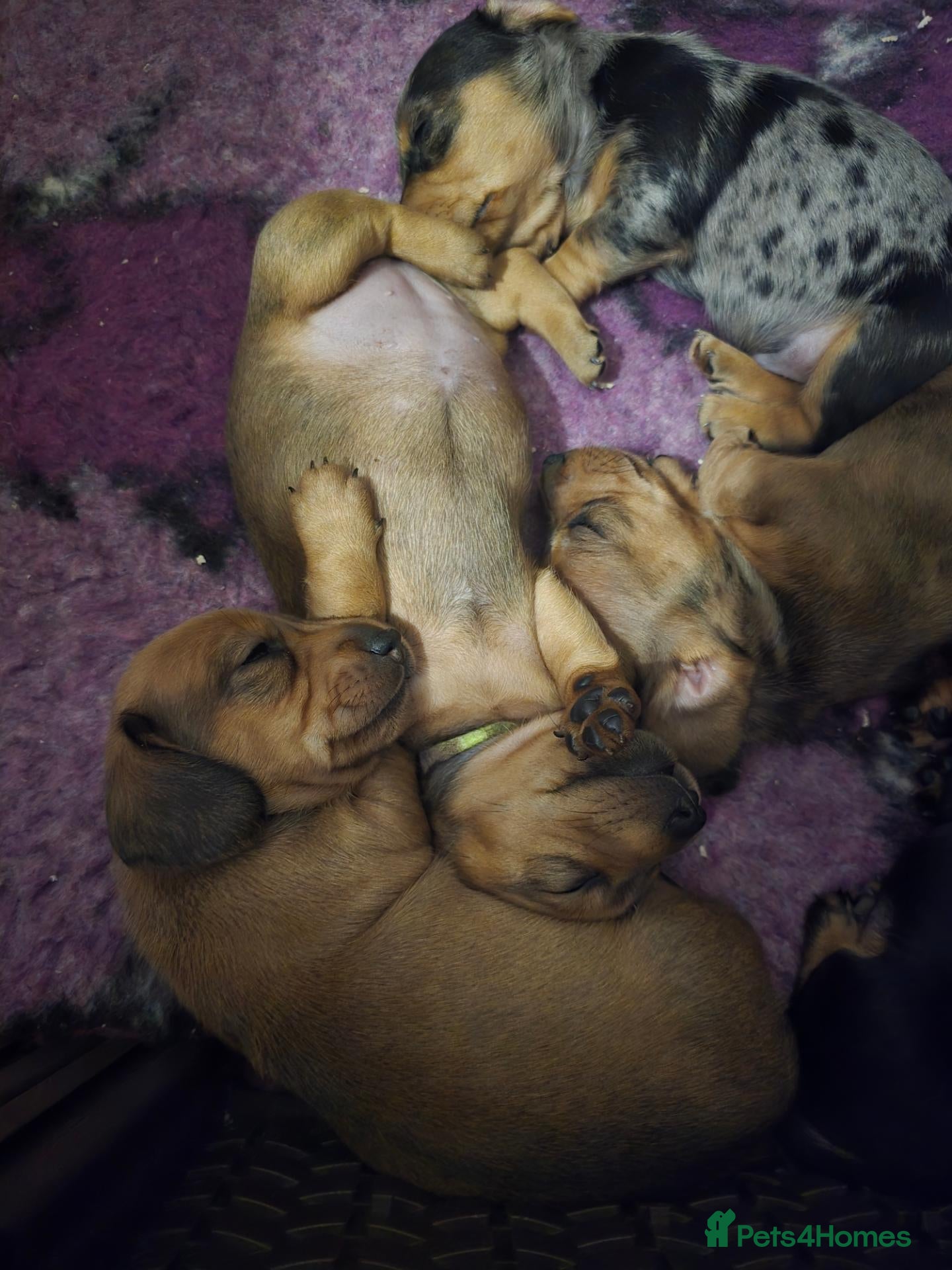 Miniature Dachshund dogs 2 shaded red girls left KC mini Dacshunds - Advert 1