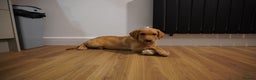 Labrador Retriever dogs for sale: Stunning KC Fox Red & Yellow Labrador Puppies - Advert 29