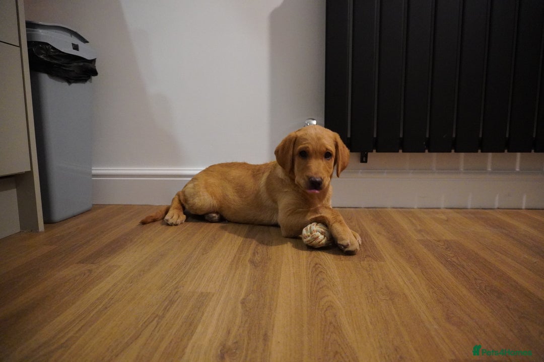 Labrador Retriever dogs for sale: Stunning KC Fox Red & Yellow Labrador Puppies - Advert 29