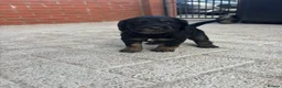 Cocker Spaniel dogs for sale: Stunning kc registered working cocker spaniels - Advert 3