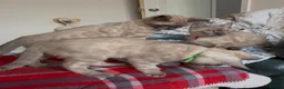 Bengal cats for sale: TICA registered Seal Solid Silver Mink Bengals - Advert 5