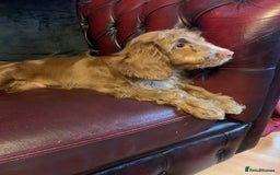 Cockapoo dogs for sale: Adorable F1 puppies  - Advert 4