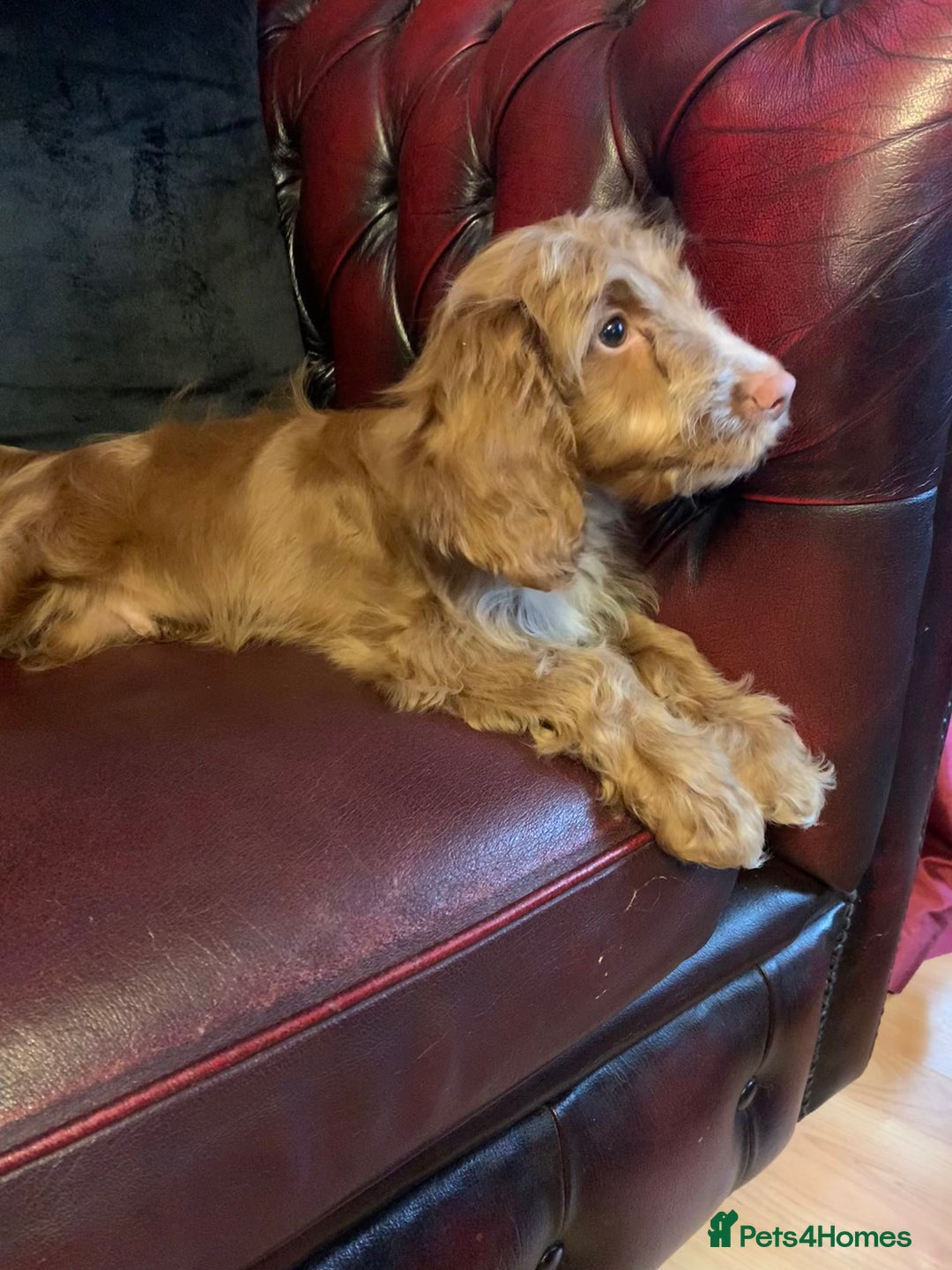 Cockapoo dogs for sale: Adorable F1 puppies  - Advert 4