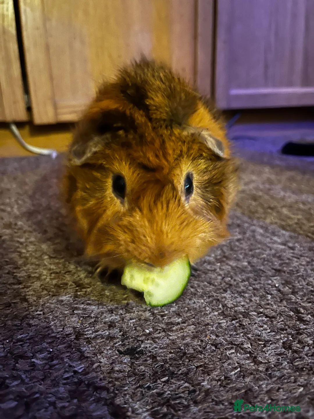 Guinea Pig rodents for sale: 3 Guinea Pigs for sale in London - Advert 2