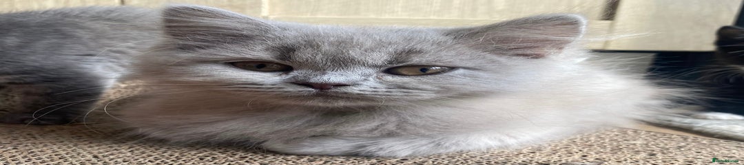 British Longhair Kitten 1