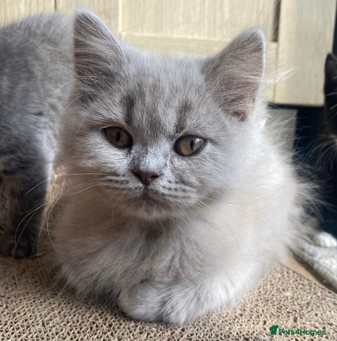 British Longhair cats for sale: 5 stunning British blues  - Image 19