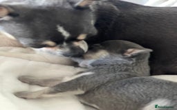 Chihuahua dogs for sale: Purebred chihuahua puppies - Image 5
