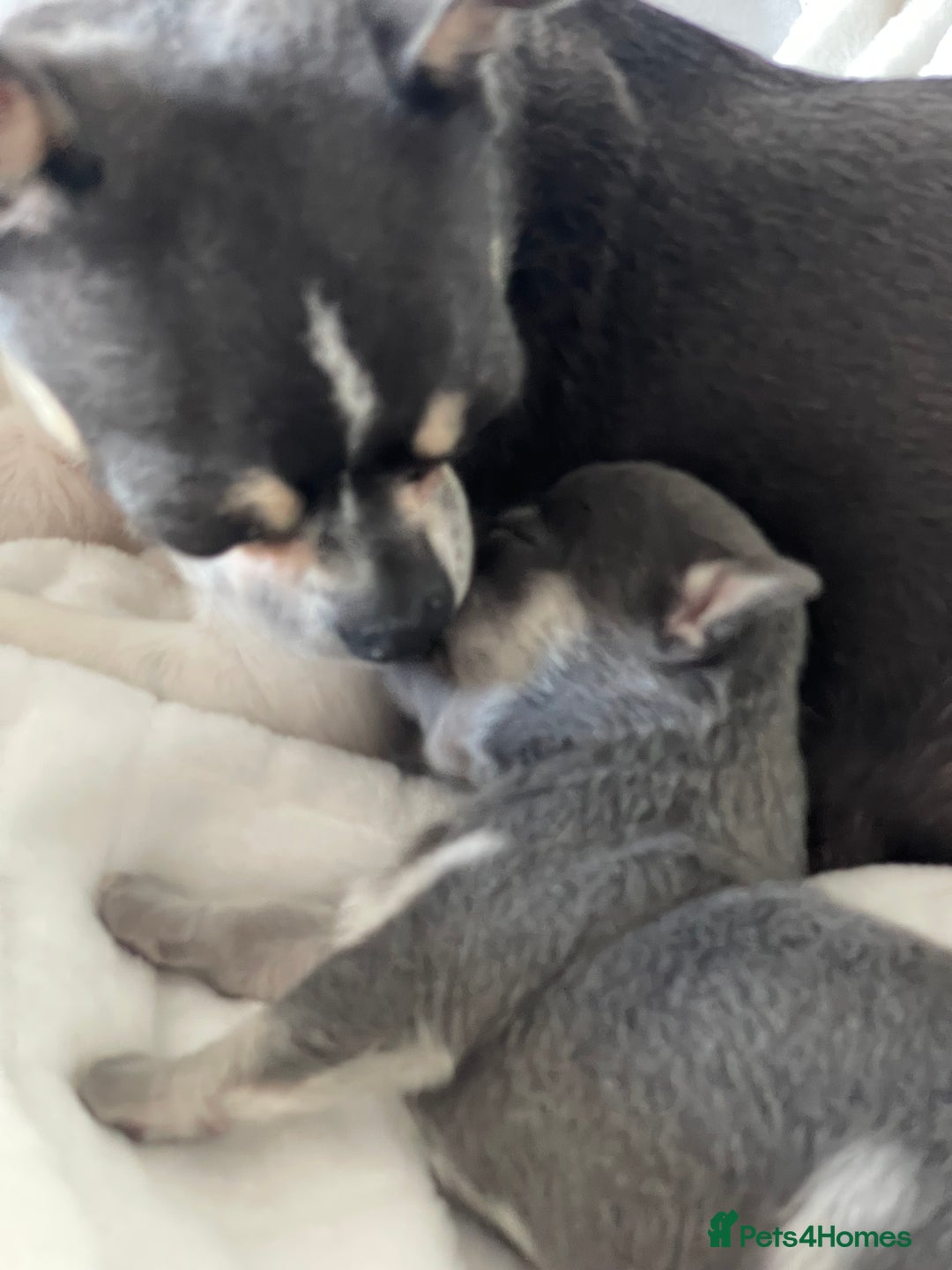 Chihuahua dogs for sale: Purebred chihuahua puppies - Image 5
