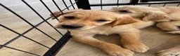 Golden Retriever dogs for sale: KC Reg Golden Retriever puppies - Ready now!!!!  - Advert 16