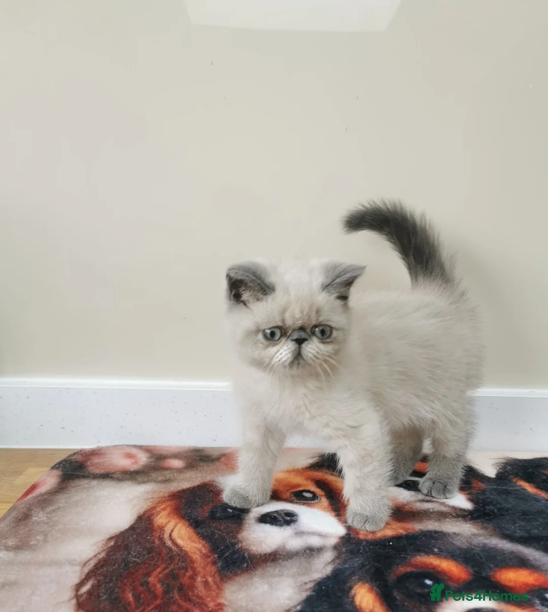 Exotic cats for sale: Pedigree exotic kittens - Advert 2