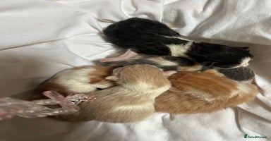 Mixed Breed cats - Advert 5