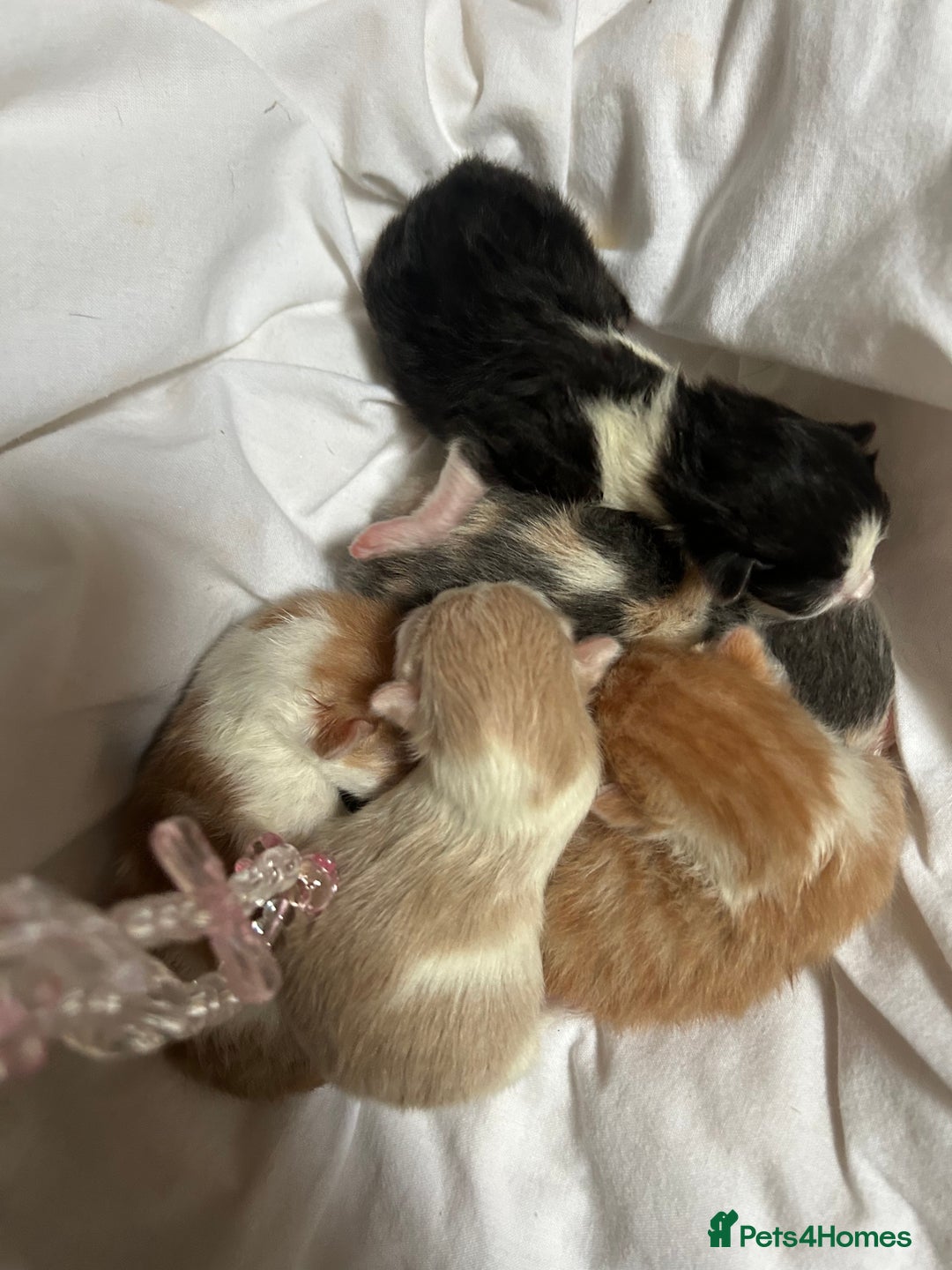 Mixed Breed cats for sale: Stunning ragdoll mix kittens for 5 star homes - Image 3