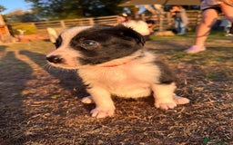 Border Collie dogs for sale: 10 Beautiful Border Collie Puppies - Image 3