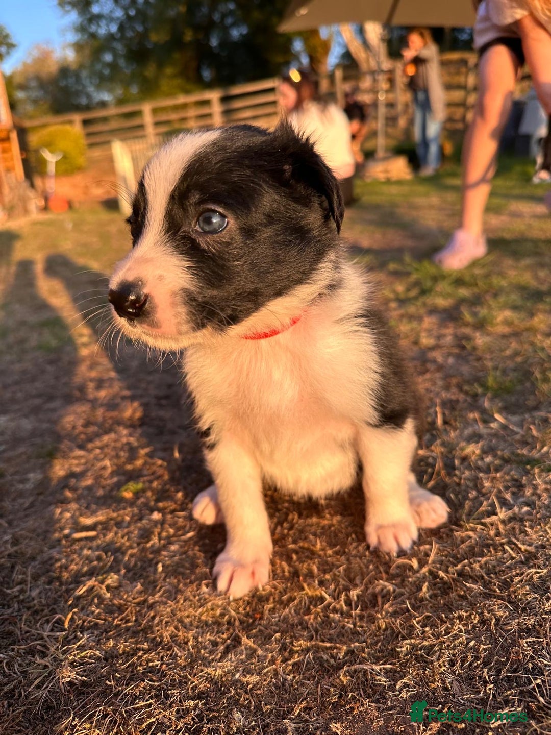 Border Collie dogs for sale: 10 Beautiful Border Collie Puppies - Image 3