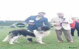 Pyrenean Mastiff dogs for sale: KC registered Pyrenean Mastiffs - Image 11