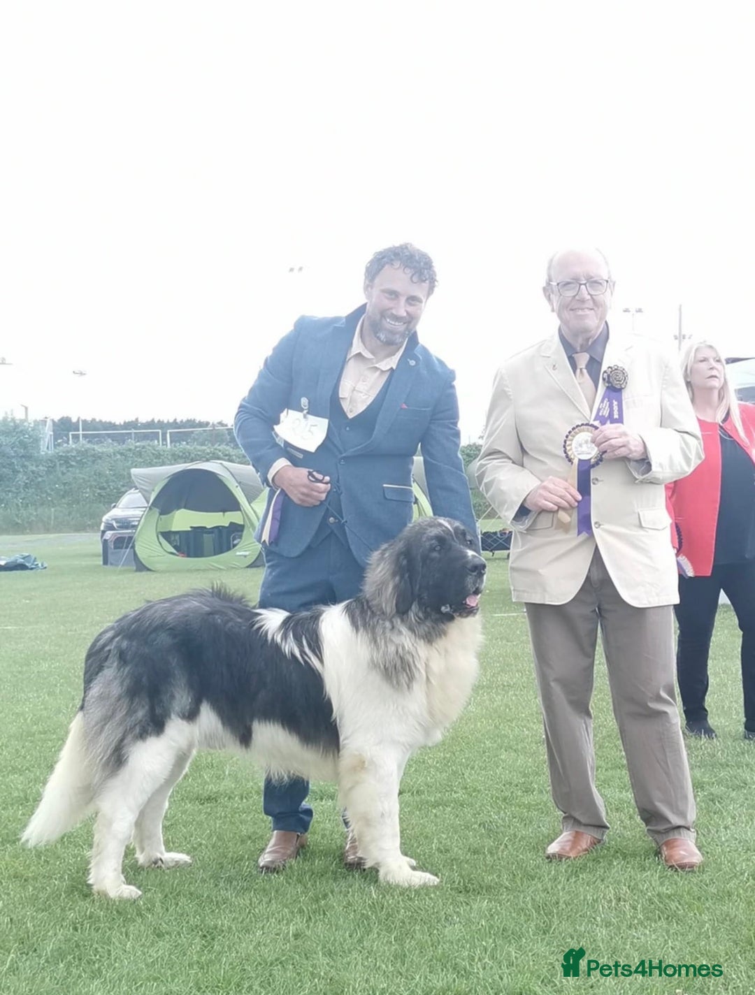 Pyrenean Mastiff dogs for sale: KC registered Pyrenean Mastiffs - Image 11