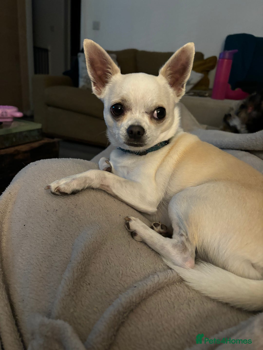 Chihuahua dogs for sale: Three-year-old male Chihuahua - Advert 4