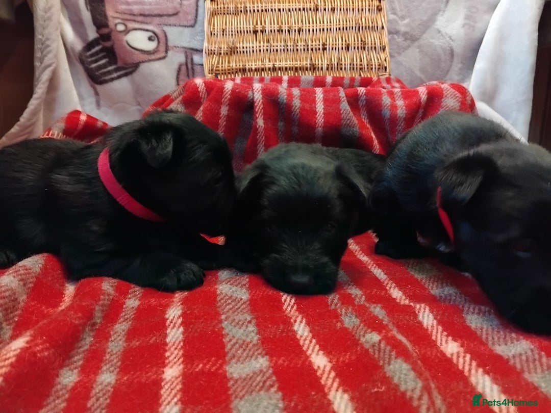 Scottish Terrier dogs for sale: Scottie terrier puppies - Advert 9