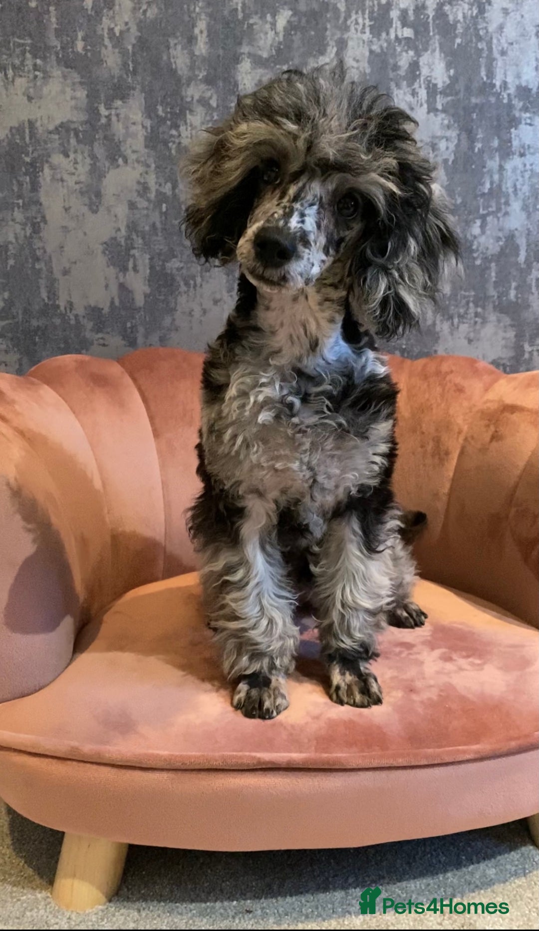 Toy Poodle dogs for sale: Toy poodle puppies  - Image 6