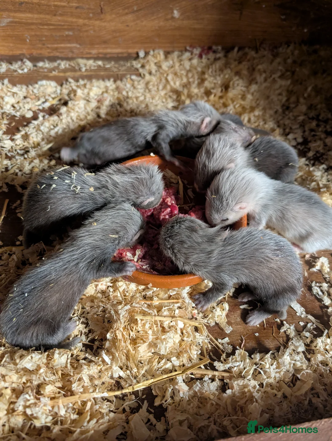 Ferret rodents for sale: Ferret Kits in Bridlington - Advert 2