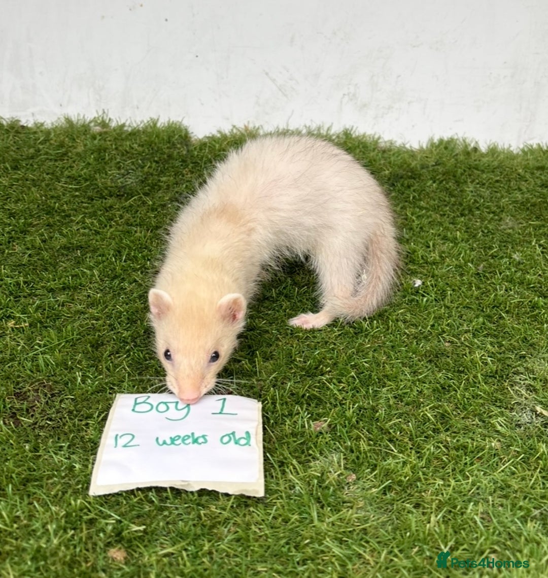 Ferret rodents for sale: Ready now Baby Micro ferrets - Image 6