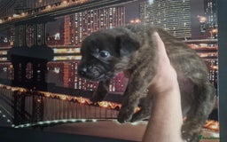 Mixed Breed dogs for sale: Bull-shepards  - Image 7