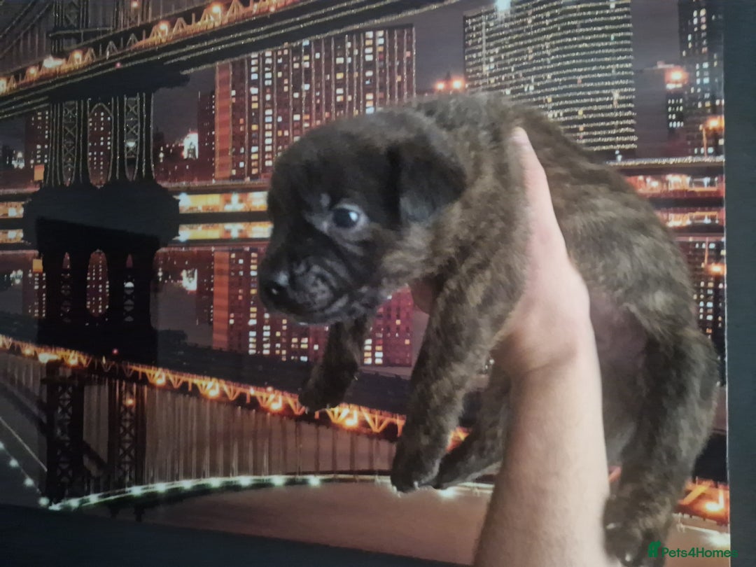 Mixed Breed dogs for sale: Bull-shepards  - Image 7