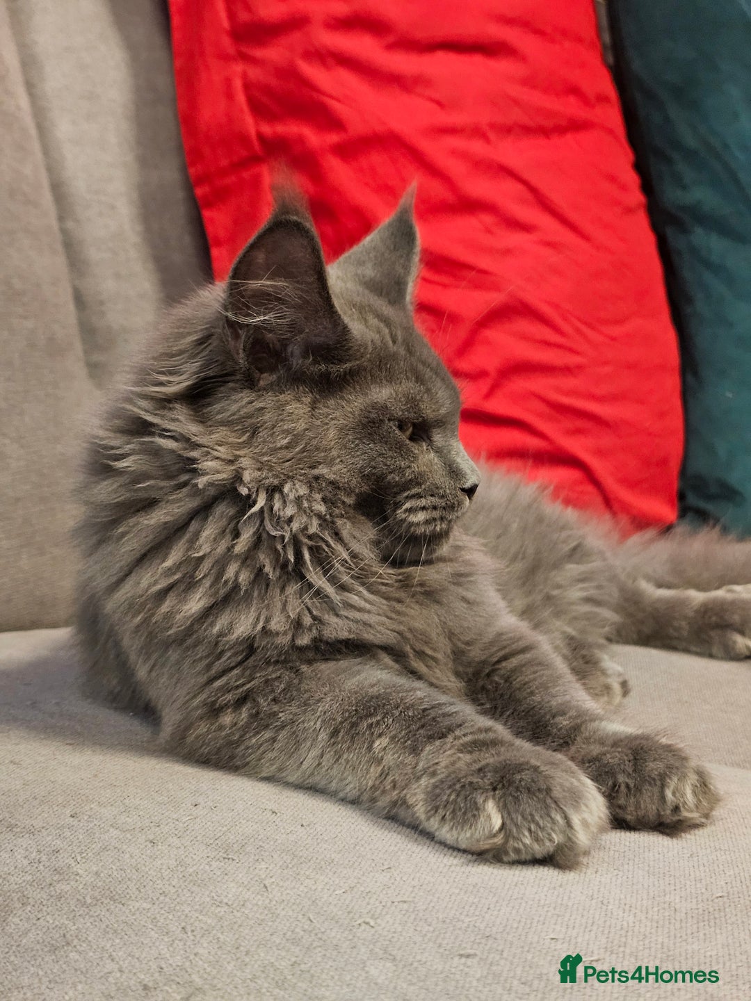 Maine Coon cats for sale: 🔥*Stunning Litter of 8💎Solid Blue Maine Coon*🔥  - Image 28