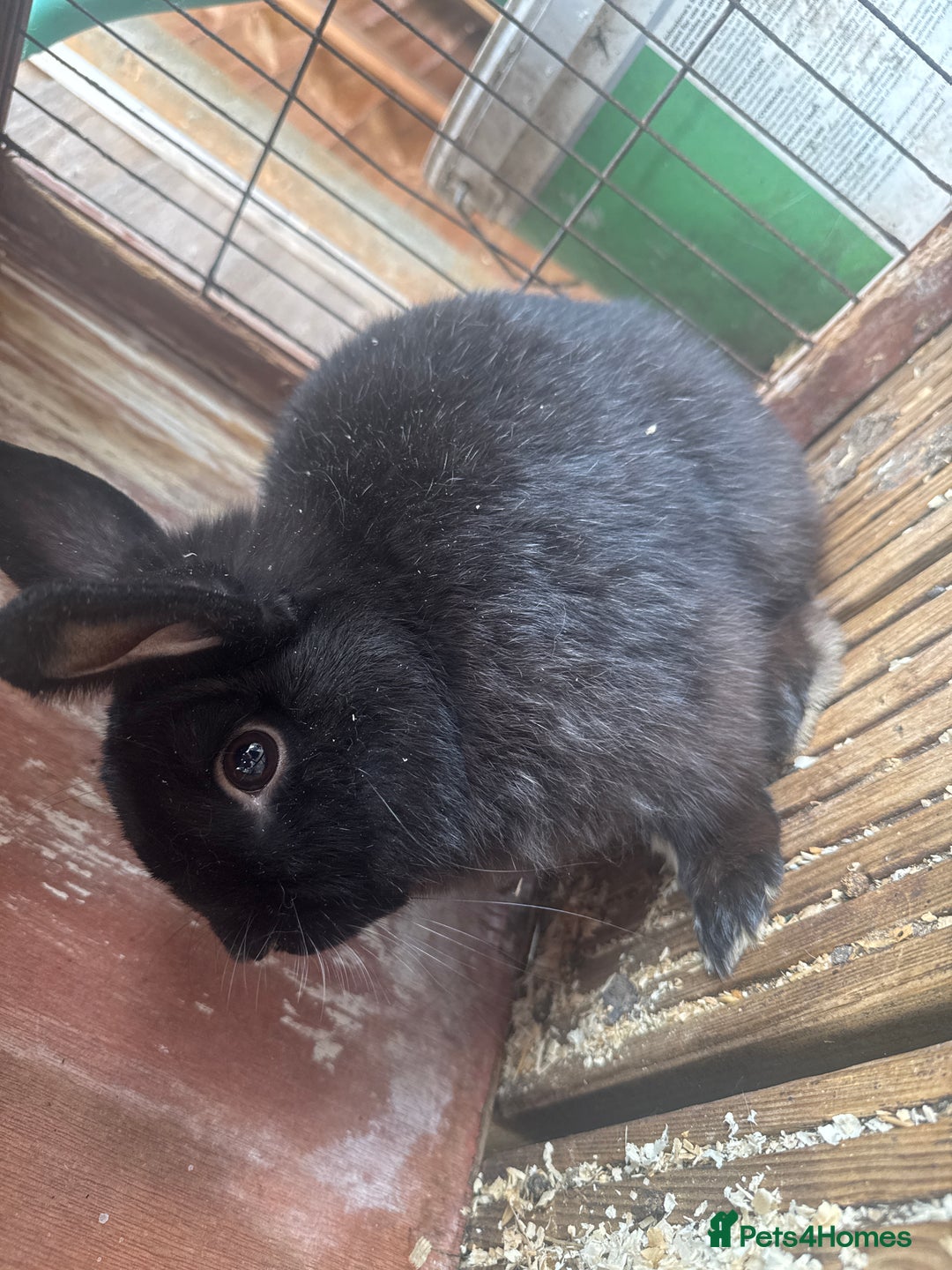 Dwarf Lop rabbits for sale: Rabbits for sale  in Burton-on-Trent - Image 3