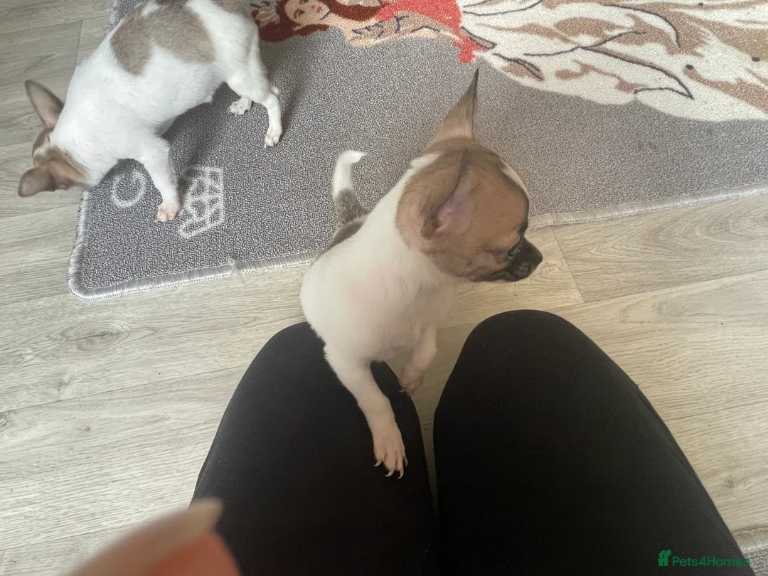 Jack Chi dogs for sale: Puppies  - Advert 6