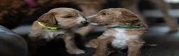 Goldendoodle dogs for sale: Exceptional Health tested Goldendoodle puppies - Advert 18