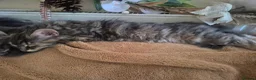Maine Coon cats for sale:  Final 2 Majestic Maine coons - Advert 6