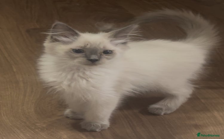 Ragdoll cats Champion GCCF Ragdoll 1 boy left  - Advert 5