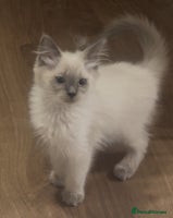 Ragdoll cats Champion GCCF Ragdoll 1 boy left - Advert 3