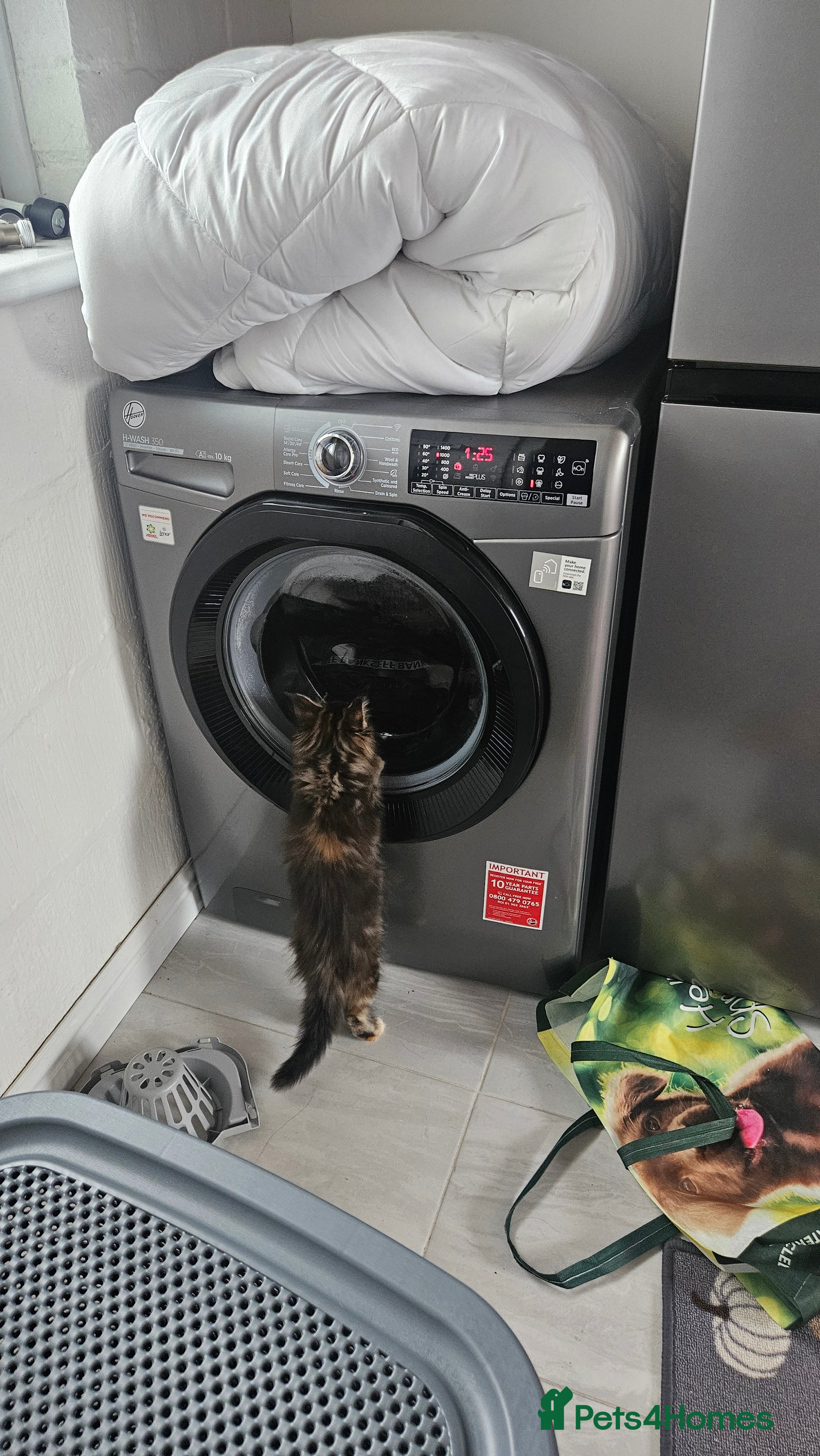 Maine Coon cats Adorable Main coon kittens - Advert 11